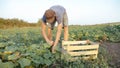 Young male farmer picking cucumber at organic eco farm Royalty Free Stock Photo