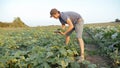 Young male farmer picking cucumber at organic eco farm Royalty Free Stock Photo