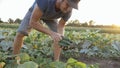 Young male farmer picking cucumber at organic eco farm