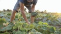 Young male farmer picking cucumber at organic eco farm Royalty Free Stock Photo