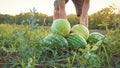 Young farmer harvesting watermelon crop at field of organic farm. Royalty Free Stock Photo