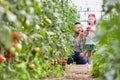 Attractive young male farmer and his young daughter picking  organic healthy red juicy tomatoes from his hot green house Royalty Free Stock Photo