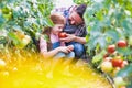 Attractive young male farmer and his young daughter picking  organic healthy red juicy tomatoes from his hot green house Royalty Free Stock Photo