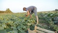 Young male farmer picking cucumber at organic eco farm Royalty Free Stock Photo