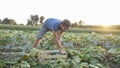 Young male farmer picking cucumber at organic eco farm Royalty Free Stock Photo