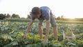 Young male farmer picking cucumber at organic eco farm Royalty Free Stock Photo