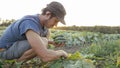 Young male farmer picking cucumber at organic eco farm Royalty Free Stock Photo