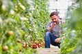 Young male farmer picking  organic healthy red juicy tomatoes from his hot green house Royalty Free Stock Photo