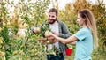 Young male and female farmer workers crop picking apples in orchard garden during autumn harvest. Happy Family couple Royalty Free Stock Photo