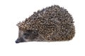 A young male four-toed hedgehog, aka Atelerix albiventris. Separate on a white background