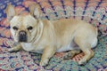 Young male Frenchie lying down in bed. Royalty Free Stock Photo