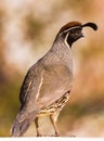 Young male Gambel`s quail