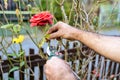 Young male gardener cuts a red rose in his garden
