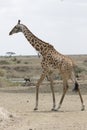 Young male giraffe walking along a dried savannah near a small l