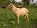 Young male goat on farmyard 2