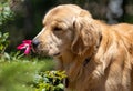 A young, male golden retrier stops to smell a rose