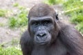 A young male gorilla closeup portrait