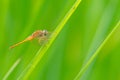 Young male Greater Red Skimmer dragonfly perching on rice leaf with green blur background Royalty Free Stock Photo