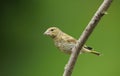 A young male Greenfinch Carduelis chloris perched on a branch..