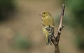 A young male Greenfinch Carduelis chloris perched on a branch.