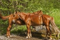 Young male horses closeup