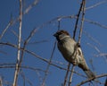 Young Male House Sparrow, Passer Domesticus, Looking Left On Twigs