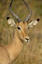 Young male Impala Royalty Free Stock Photo