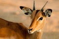 Young male impala (Aepyceros melampus) Royalty Free Stock Photo