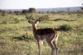 Young male Impala, this antelope lives in the wild in the African savannah Royalty Free Stock Photo