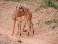 Young male Impala grooming