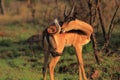 Young male impala Royalty Free Stock Photo