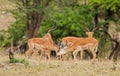 Young Male Impala sparring Royalty Free Stock Photo
