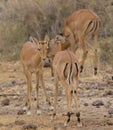 Young male impalas grooming and building societal bonds in the wild Meru National Park, Kenya