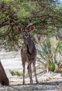 Young male kudu, Tragelaphus strepsiceros, Namibia Royalty Free Stock Photo