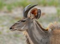 Young male kudu, Tragelaphus strepsiceros, Namibia Royalty Free Stock Photo