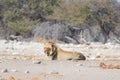 Young male lazy Lion lying down on the ground and looking at camera. Zebra defocused walking undisturbed in the background. Wild Royalty Free Stock Photo