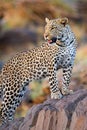 Young male leopard