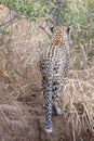 Young male leopard in Krueger National Park in South Africa Royalty Free Stock Photo