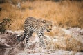 A young male leopard takes an evening walk in the Okavango Delta Botswana.