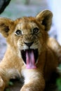 Young male lion Royalty Free Stock Photo