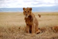 Young Male Lion Royalty Free Stock Photo