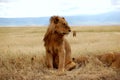 A Young Male Lion Royalty Free Stock Photo