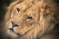 Young Male Lion Royalty Free Stock Photo