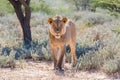 Young male lion Royalty Free Stock Photo