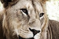 Young male lion (artistic processing) Royalty Free Stock Photo