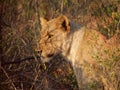 Young male lion