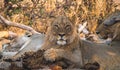 Young male lion in Botswana Africa