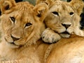 Young male lion brothers Royalty Free Stock Photo