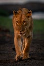 Young male lion with catchlights approaches camera Royalty Free Stock Photo