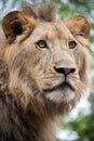 Young male lion close up portrait, South Africa Royalty Free Stock Photo